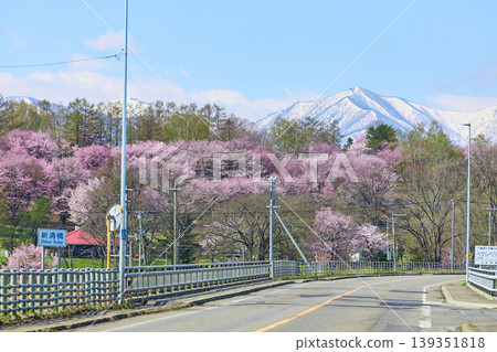 Cherry blossoms in Shimizu park Cherry blossoms in Shimizu park 139351818