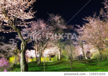 Cherry blossoms at night Cherry blossoms at night 139351830