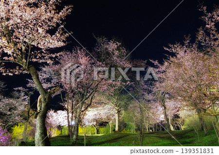 Cherry blossoms at night Cherry blossoms at night 139351831