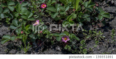 Strawberry fragaria pink panda. Pink flowers in spring are a characteristic feature of the plant 139351891