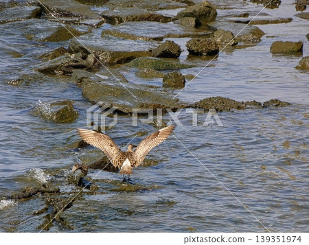 Cuttlefish Cuttlefish 139351974