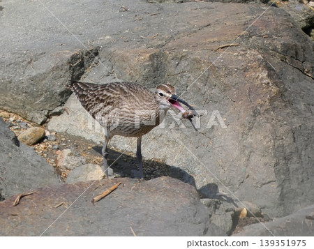 Cuttlefish Cuttlefish 139351975