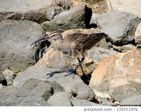 Cuttlefish Cuttlefish 139351976