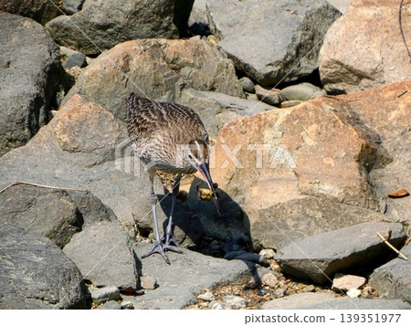 Cuttlefish Cuttlefish 139351977