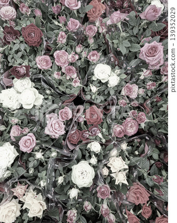 Many small roses in pink, white, and red colors fill the scene. Leaves surround the flowers, creating a thick and colorful pattern. This view captures the beauty of blossoms in a close arrangement. Many small roses in pink, white, and red colors fill the scene. Leaves surround the flowers, creating a thick and colorful pattern. This view captures the beauty of blossoms in a close arrangement. 139352029