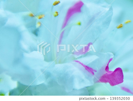 純白杜鵑花中出現的深紅色變異花朵，美極了。 139352030