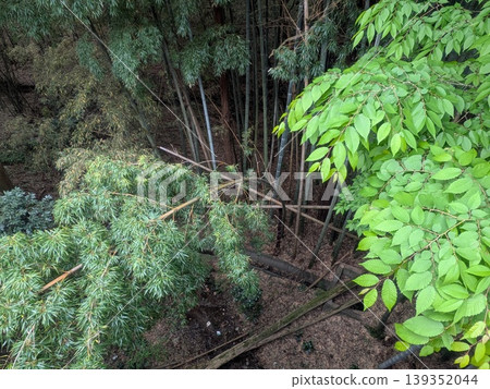 在光線昏暗的竹林裡 在光線昏暗的竹林裡 139352044