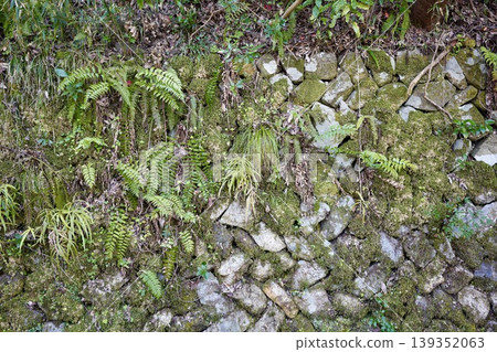 A fern growing on a stone wall A fern growing on a stone wall 139352063