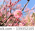 一小麥李子 139352105