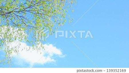 A refreshing early summer scene with a clear blue sky, fresh green birch leaves, and blossoms, all while feeling the breeze. A refreshing early summer scene with a clear blue sky, fresh green birch leaves, and blossoms, all while feeling the breeze. 139352169
