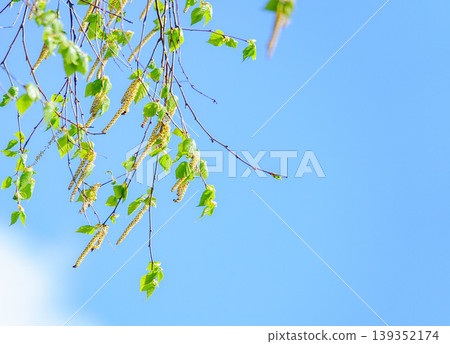 A refreshing early summer scene with a clear blue sky, fresh green birch leaves, and blossoms, all while feeling the breeze. A refreshing early summer scene with a clear blue sky, fresh green birch leaves, and blossoms, all while feeling the breeze. 139352174