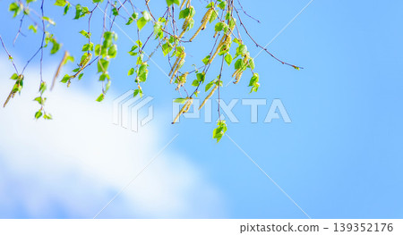 A refreshing early summer scene with a clear blue sky, fresh green birch leaves, and blossoms, all while feeling the breeze. 139352176