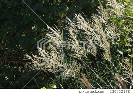 Autumn's Seven Flowers: Japanese Pampas Grass (1) 139352178