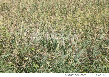 Reeds growing in clusters (2) Reeds growing in clusters (2) 139352185