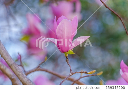 The arrival of spring, the beautiful pink flowers of the purple magnolia bloom. The arrival of spring, the beautiful pink flowers of the purple magnolia bloom. 139352200