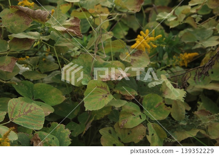 金雞菊（6） 139352229
