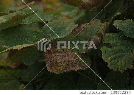Withered kudzu leaves 1 Withered kudzu leaves 1 139352284