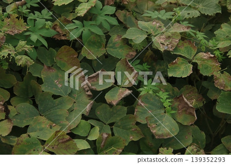 Withered kudzu leaves 26 Withered kudzu leaves 26 139352293