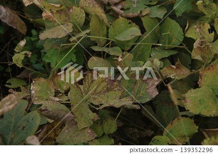 Withered kudzu leaves 12 Withered kudzu leaves 12 139352296