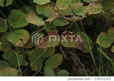 Withered kudzu leaves 18 Withered kudzu leaves 18 139352301