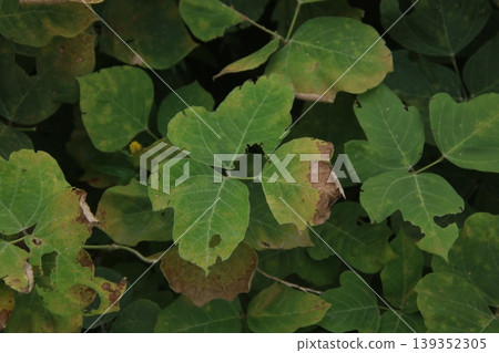 Withered kudzu leaves 22 Withered kudzu leaves 22 139352305