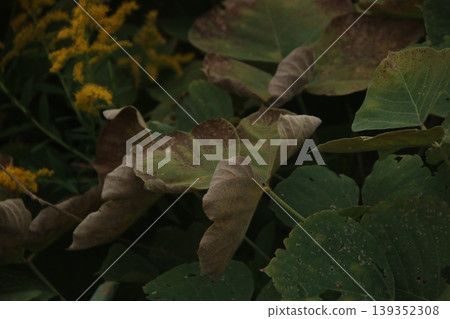 Withered kudzu leaves 25 Withered kudzu leaves 25 139352308