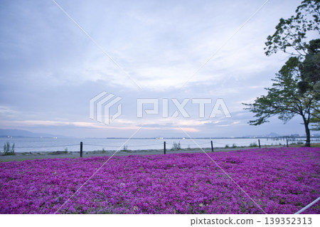 Moss phlox in full bloom on the shores of Lake Biwa in the early morning (1) 139352313