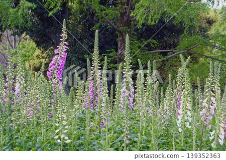 Digitalis flowers, April 2026 Digitalis flowers, April 2026 139352363