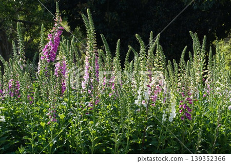 Digitalis flowers, April 2026 Digitalis flowers, April 2026 139352366