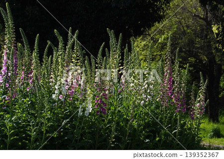 Digitalis flowers, April 2026 Digitalis flowers, April 2026 139352367