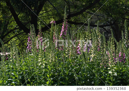 Digitalis flowers, April 2026 Digitalis flowers, April 2026 139352368
