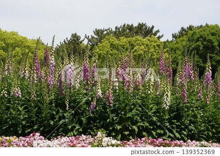 Digitalis flowers, April 2026 Digitalis flowers, April 2026 139352369