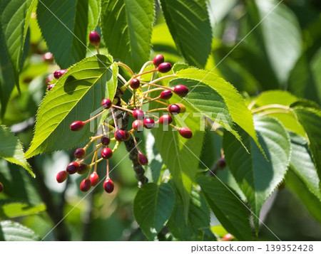 Fruit of Yoshino cherry tree Fruit of Yoshino cherry tree 139352428