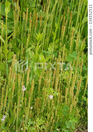 Plantago major flower buds, April 2026 Plantago major flower buds, April 2026 139352511