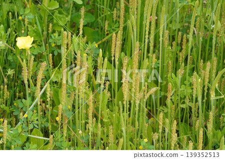 Plantago major flower buds, April 2026 Plantago major flower buds, April 2026 139352513