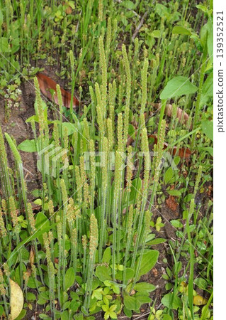 Plantago major flower buds, April 2026 Plantago major flower buds, April 2026 139352521