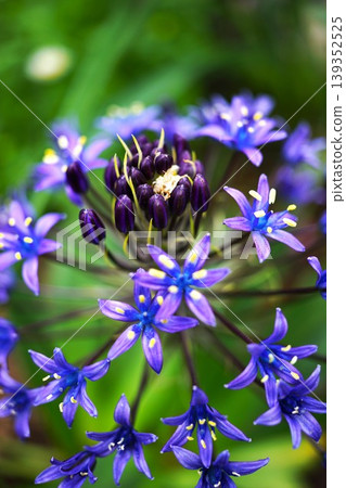 Beautiful blue flower Scilla peruviana Beautiful blue flower Scilla peruviana 139352525