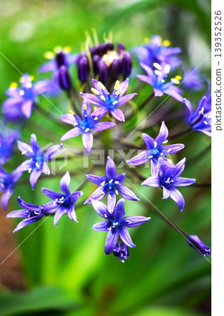 美麗的藍色花 Scilla peruviana 139352526