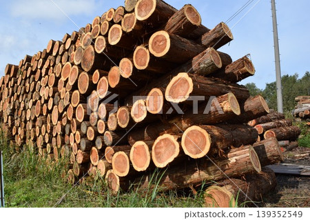 Logs of cut cedar Shonai, Yamagata Prefecture Logs of cut cedar Shonai, Yamagata Prefecture 139352549