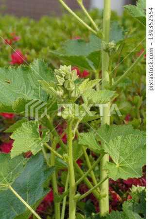 蜀葵花蕾,2026年4月 蜀葵花蕾,2026年4月 139352554