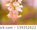 富士花 139352622