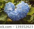 繡球花 - 心型 139352623