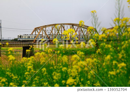 跨越江戶川，那裡油菜花盛開…東武都市公園線[8000系列] 139352704