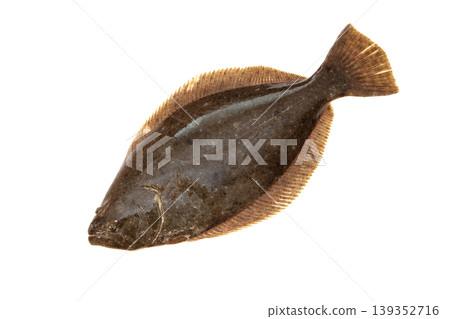 Freshly caught live flounder Freshly caught live flounder 139352716