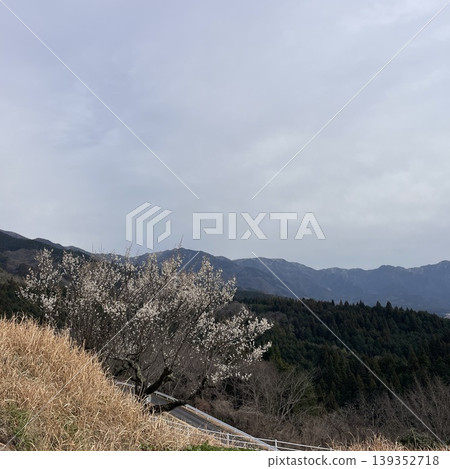 White plum blossoms blooming on a mountain slope, with distant mountain ranges in the background—a tranquil early spring scene. White plum blossoms blooming on a mountain slope, with distant mountain ranges in the background—a tranquil early spring scene. 139352718