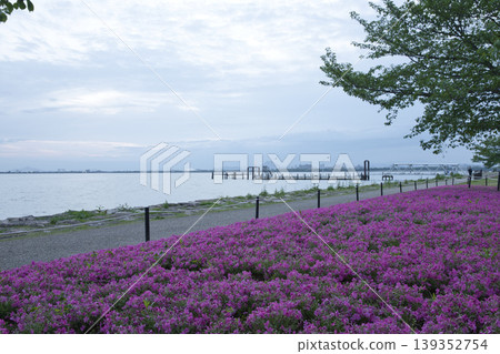 Moss phlox in full bloom on the shores of Lake Biwa in the early morning (23 photos) Moss phlox in full bloom on the shores of Lake Biwa in the early morning (23 photos) 139352754
