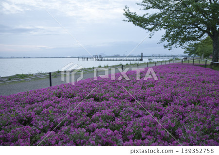Moss phlox in full bloom along the shores of Lake Biwa in the early morning (27 photos) Moss phlox in full bloom along the shores of Lake Biwa in the early morning (27 photos) 139352758