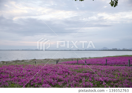 Moss phlox in full bloom along the shores of Lake Biwa in the early morning (32 photos) Moss phlox in full bloom along the shores of Lake Biwa in the early morning (32 photos) 139352763