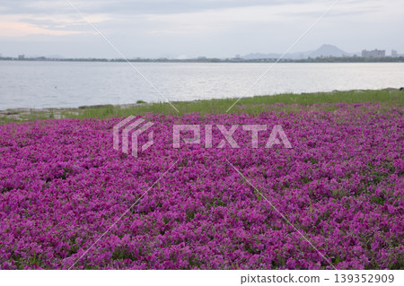 清晨，琵琶湖岸邊盛開著45朵苔蘚福祿考。 139352909
