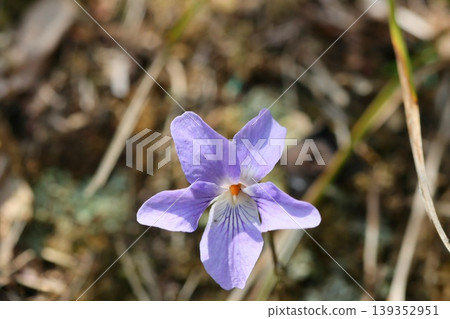 在傾斜的山坡上,陽光下盛開著紫羅蘭;一種春季野花,學名 Viola grypoceras。 在傾斜的山坡上,陽光下盛開著紫羅蘭;一種春季野花,學名 Viola grypoceras。 139352951